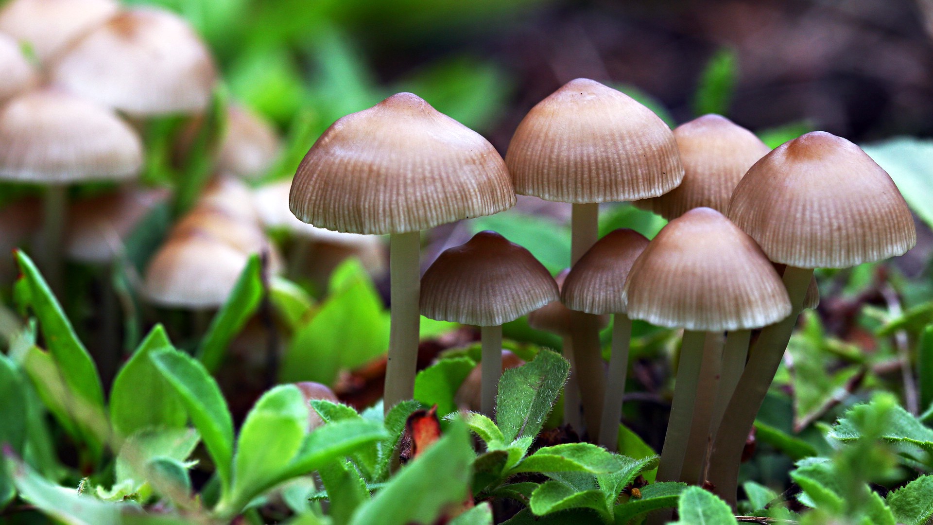 If you want to buy the magic mushroom (champignon magique), you can take advantage of the best offers