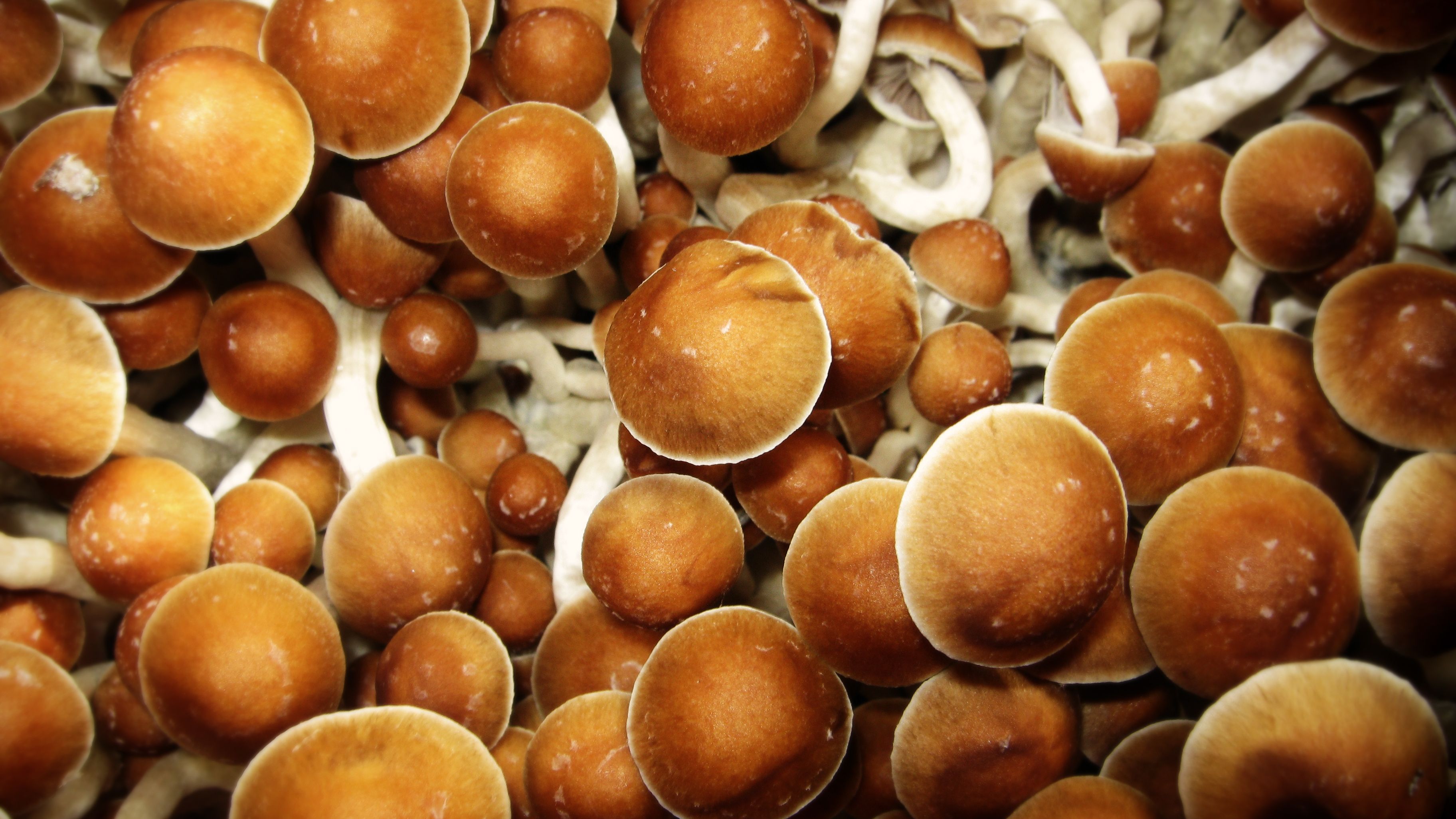 Know the effects that psilocybecubensis will cause when you taste it are